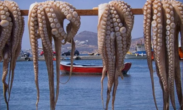 تدابير وزارية جديدة لحماية الأخطبوط والحبار من “الصيد المفرط”