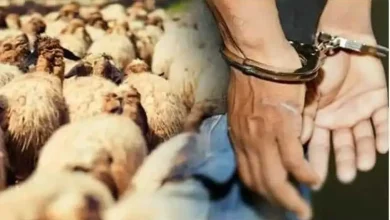 بنجرير.. الدرك يعتقل أفراد عصابة “الفراقشية” (صورة)