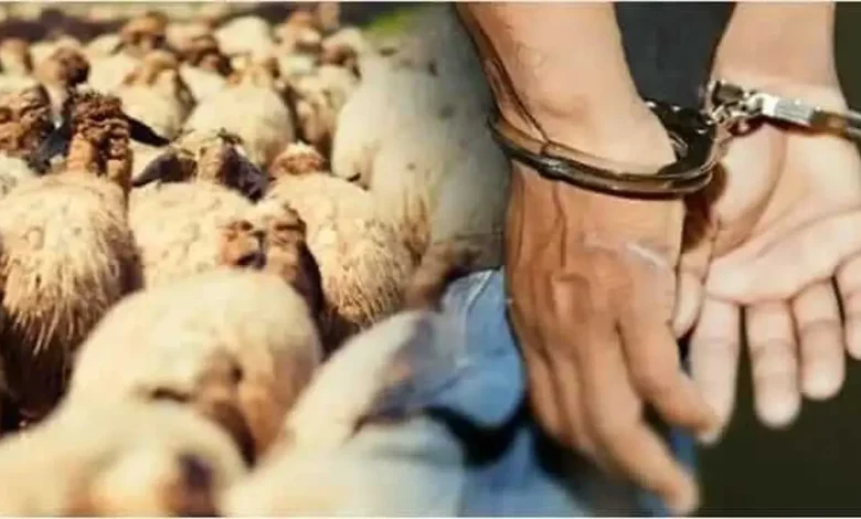 بنجرير.. الدرك يعتقل أفراد عصابة “الفراقشية” (صورة)