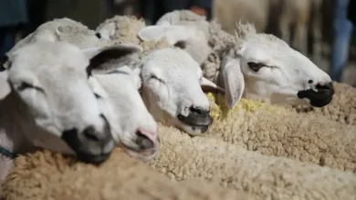 البواري: “هدفنا التوفر على أزيد من 8 ملايين رأس من إناث الأغنام والماعز خلال 2026”