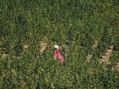 المغرب يضاعف إنتاج القنب الهندي نحو آفاق زراعية وصيدلانية واعدة