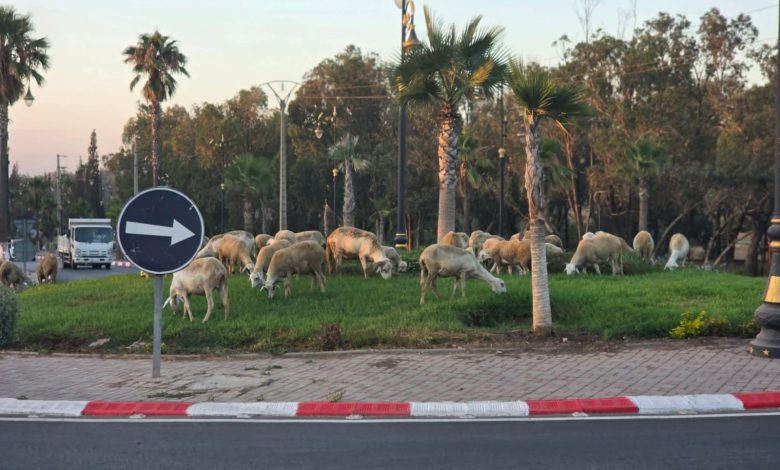 الرعي الجائر يهدد ما تبقى من فضاءات خضراء بسطات