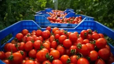 فلاحو زاكورة يحتجون على إقصائهم من دعم بذور الطماطم