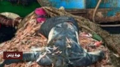 العثور على جثة بلا رأس داخل شبكة صيد بالمضيق