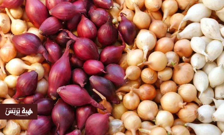 المغرب يصدر 64.900 طن من البصل الطازج بقيمة 238 مليون دولار بعد رفع الحظر