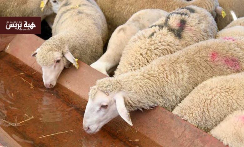 الصويرة.. ذبح إناث الأغنام بمجزرة حد الدرا يسائل السلطات المحلية
